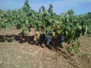 Cepa de variedad cencibel (tempranillo), en Membrilla (Ciudad Real)
