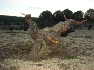Cepa vieja en Cebreros (Ávila)