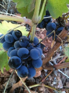 Detalle de uva cencibel