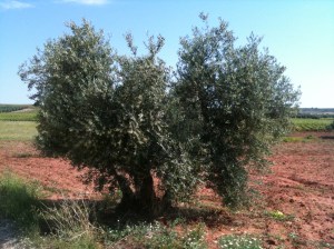 Olivo en La Solana (Ciudad Real)