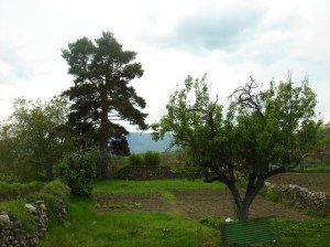 Pequeña huerta en San Mamés (Madrid)