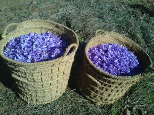 Cestos con rosa recogida. Madridejos (Toledo) Octubre 2013