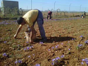 Recogida del azafrán. Octubre 2013