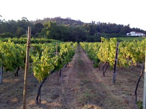 Viñedo en espaldera. Variedad Loureiro. Viana do Castelo (Portugal)