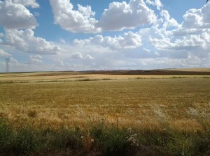 Campo de cereal en Honrubia (Cuenca)