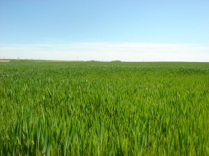 Campo de cereal 