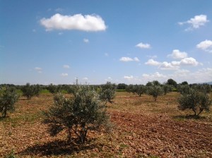 Olivar joven en Castilla-La Mancha