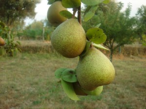 Detalle de peral a finales de Agosto
