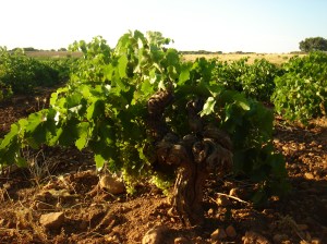 Viñedo en Argamasilla de Alba (Ciudad Real)