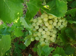 Viñedo en Castilla- La Mancha