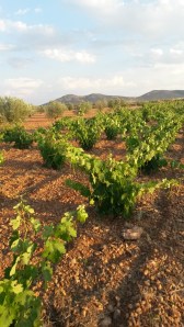Cepas de tempranillo en secano en la Mancha