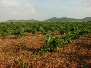 Viñedo en vaso en la comarca de La Mancha