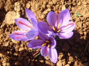 Azafrán listo para su recogida