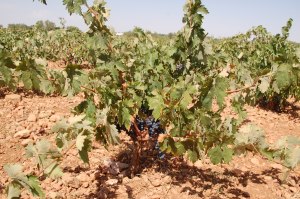 Cepas de la variedad tempranillo