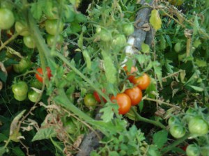 Cultivo de tomates