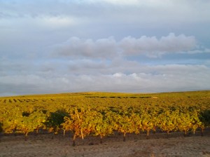 Viñedo en La Seca (Valladolid)