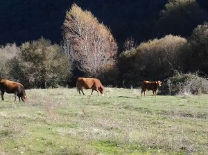 Vacuno de carne en las inmediaciones del Pontón de la Oliva (Madrid)
