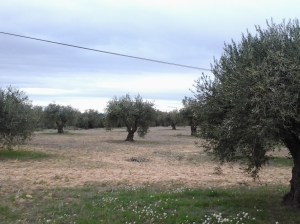 Olivos en Chinchón (Madrid)