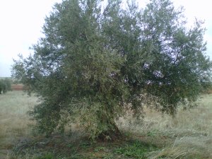 Olivar en La Solana (Ciudad Real)