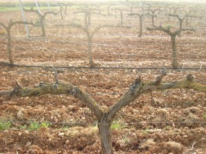 Cepas en espaldera en La Seca (Valladolid)