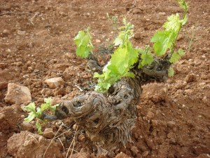 Viñedo en La Solana (Ciudad Real)