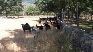 Rebaño de cabras del Guadarrama en la Sierra de Madrid