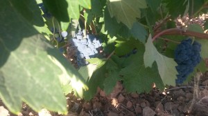 La uva tempranillo, en secano, preparada para ser vendimiada