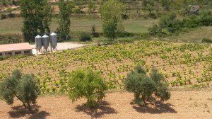 Viñedo y olivar en Monroyo (Teruel)