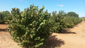 Avellanos en Arnes (Tarragona)