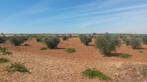 Olivar en Membrilla (Ciudad Real)