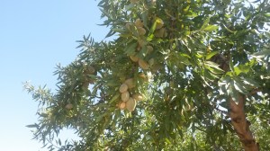 Almendro en Calaceite (Teruel)