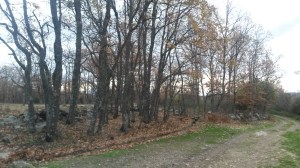 Paisaje rural en San Mamés (Madrid)
