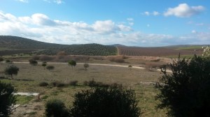 Paisaje en Mengibar (Jaén)