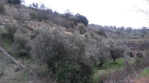 Bancales de olivar en El Molar (Madrid)