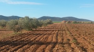 Olivar en Membrilla (Ciudad Real)