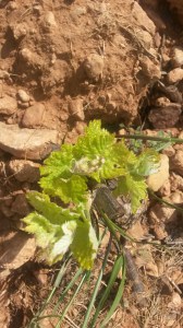 Cepa de tempranillo brotando, en Membrilla (Ciudad Real)