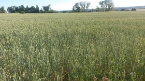 Campos en Fuente El Saz (Madrid). Mayo 2015