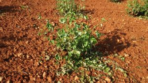 Daños de la tormenta de granizo de hace unos días en Miguel Esteban (Toledo)