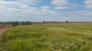 Campo de cereal en La Solana (Ciudad Real)