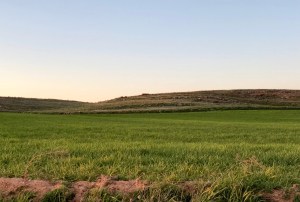 Siembras en La Solana (Ciudad Real)