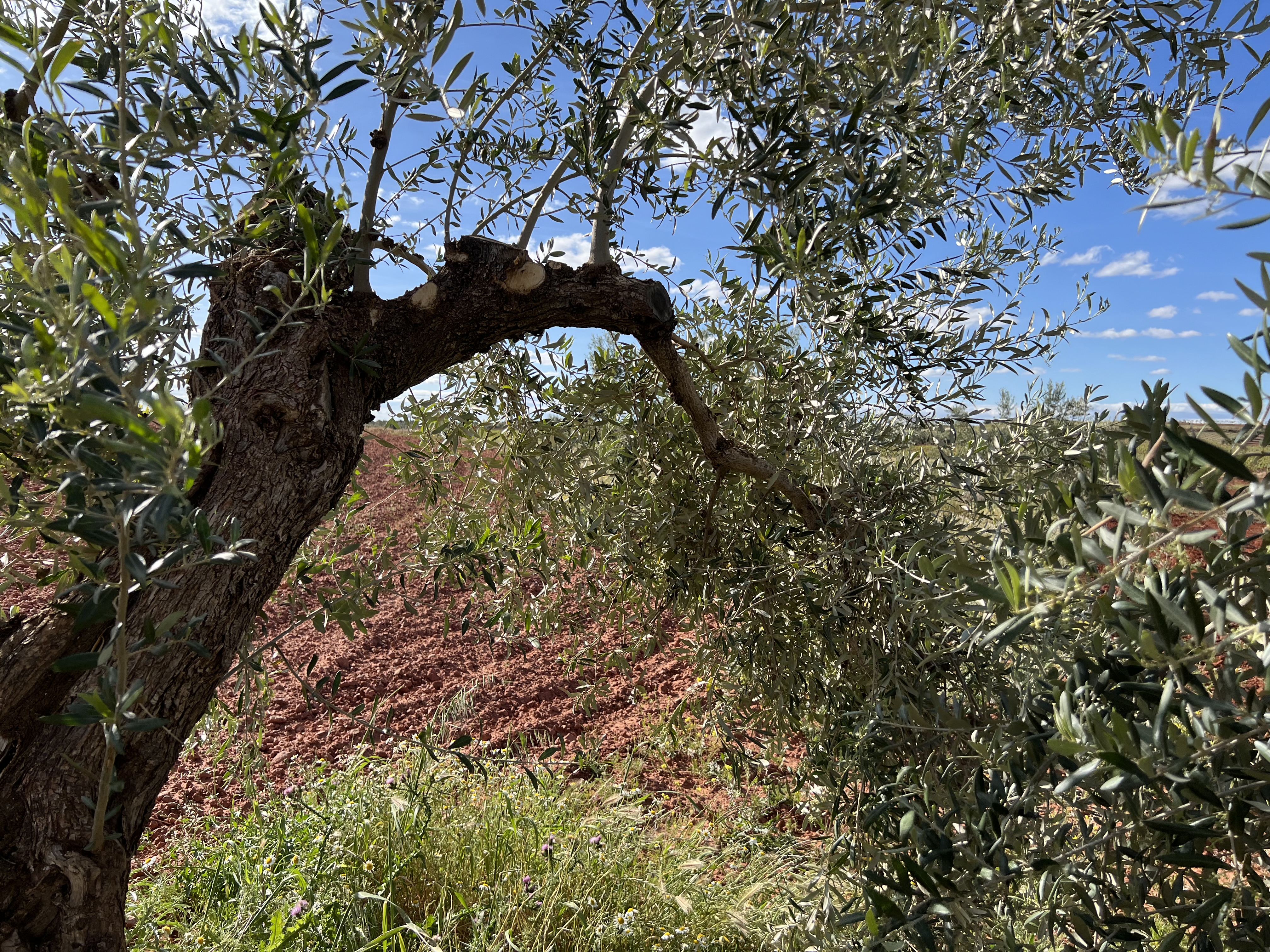Detalle olivar cornicabra, mayo 2024